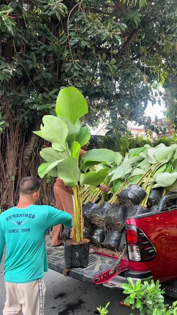 @BM-JOV GARDEN CENTER