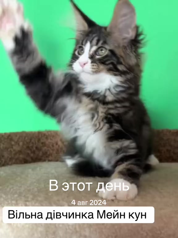 @PARAKENTOS*UA Maine coon