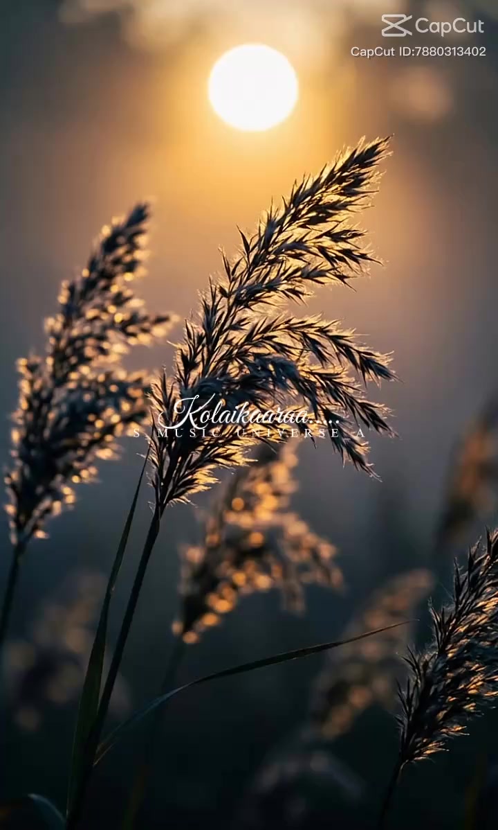@அன்பானவள் நான்🫶🌹🫶💞💞