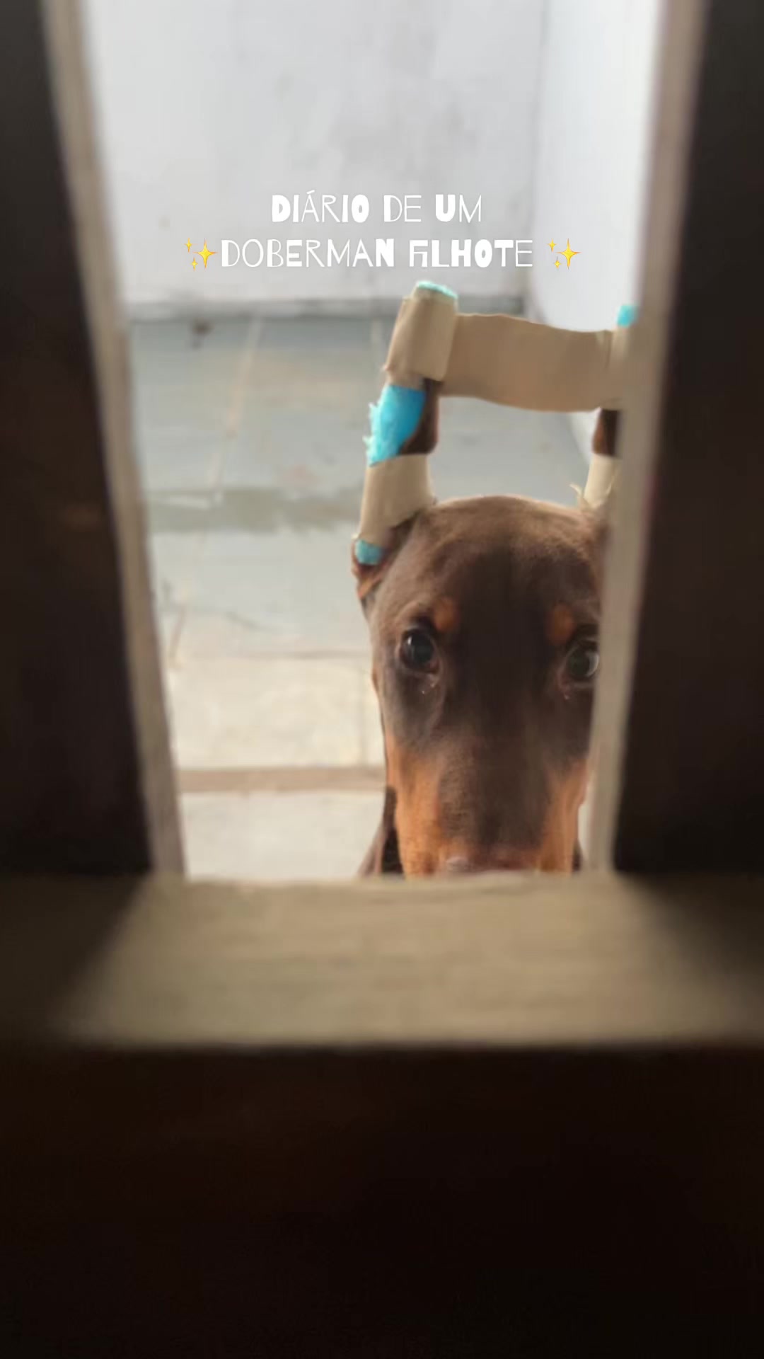 @Ravena e Venom, os Dobermans
