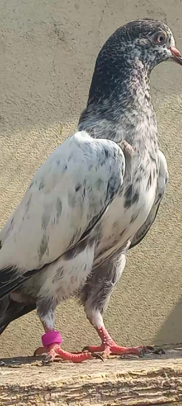 @Ranakasuripigeon