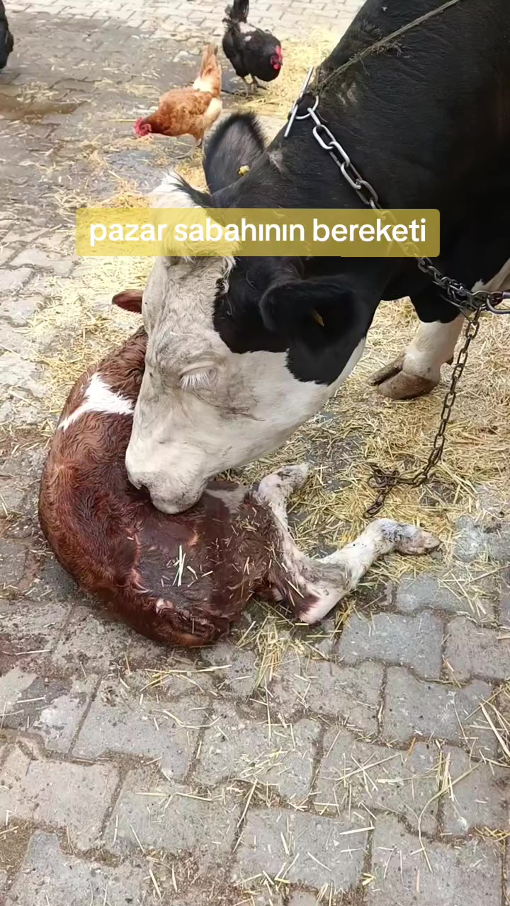 @Vet. Hekim Bülent SEZER