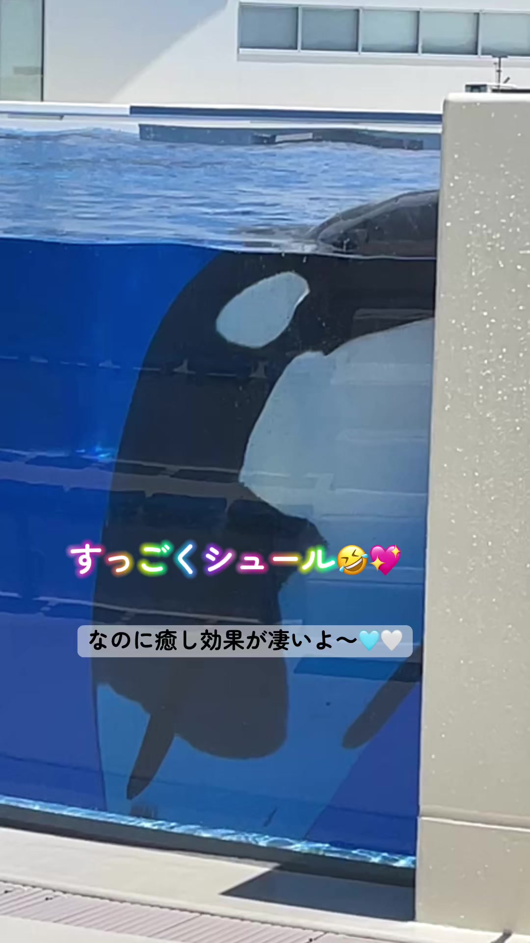 @️シャチが癒し️🌈️️🫧