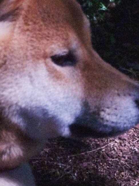 @柴犬座〜The Shiba Inu〜
