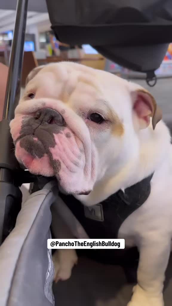 @PanchoTheEnglishBulldog