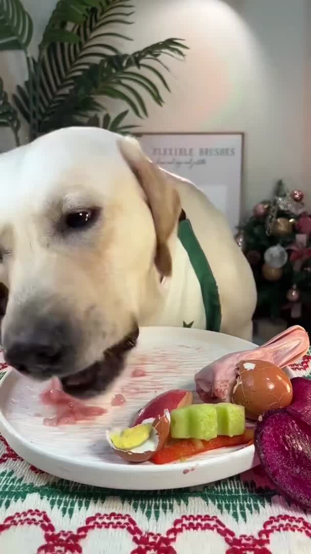 @cute dogs channel