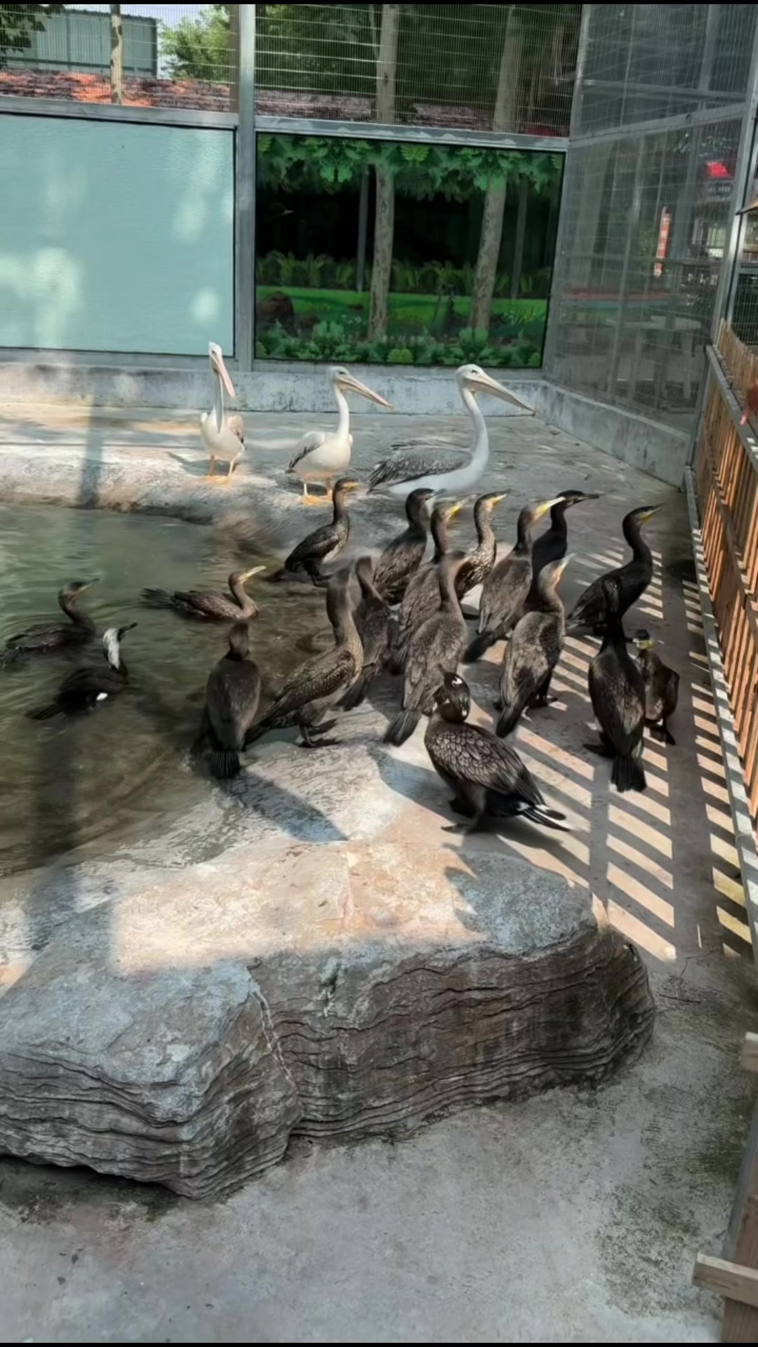 @網上動物