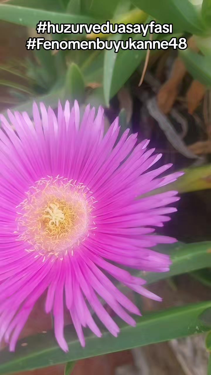 @Fenomenbuyukanne48