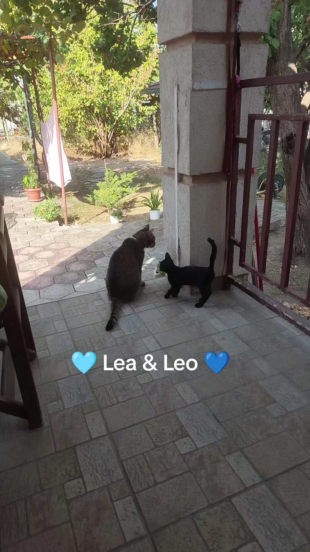@❤️𝕃𝕦𝕟𝕒 𝕃𝕚𝕝𝕪 & 𝕃𝕖𝕠💙