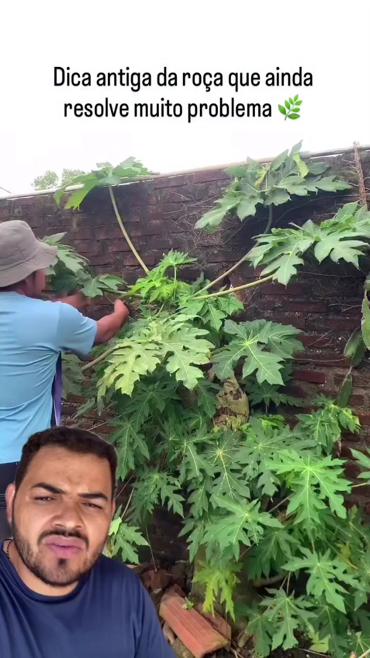 @Obrasilense