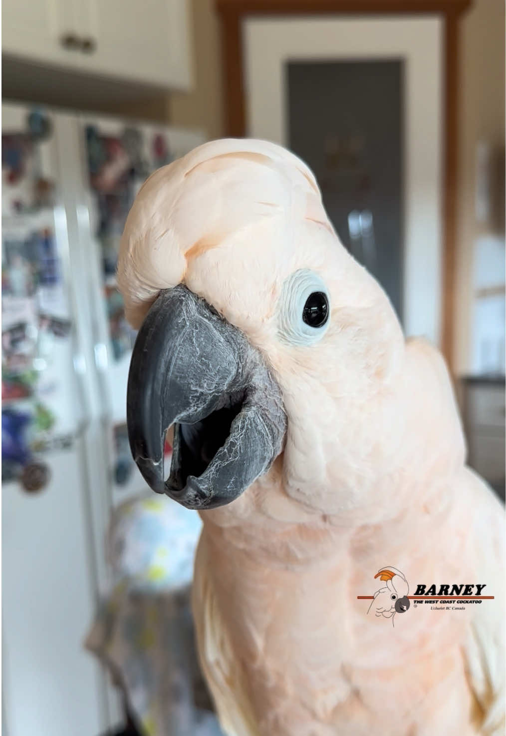 @Barney the West Coast Cockatoo