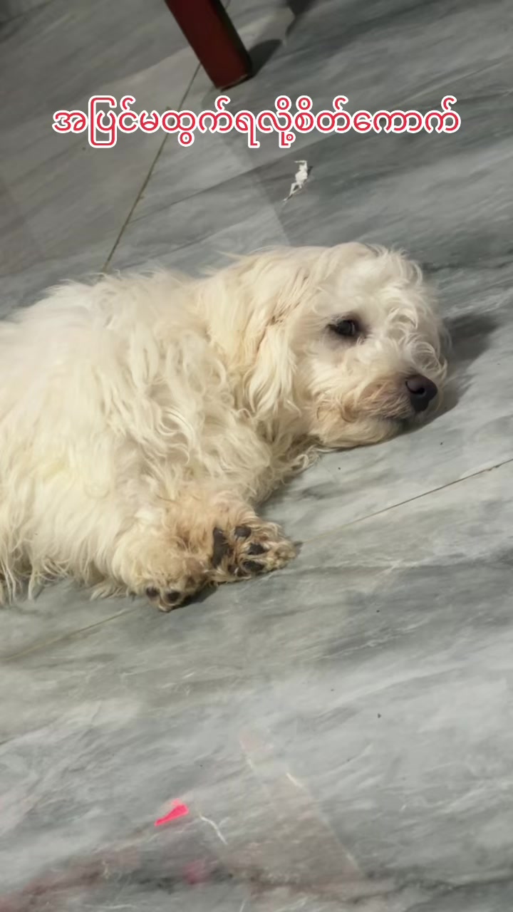 @招财🐶