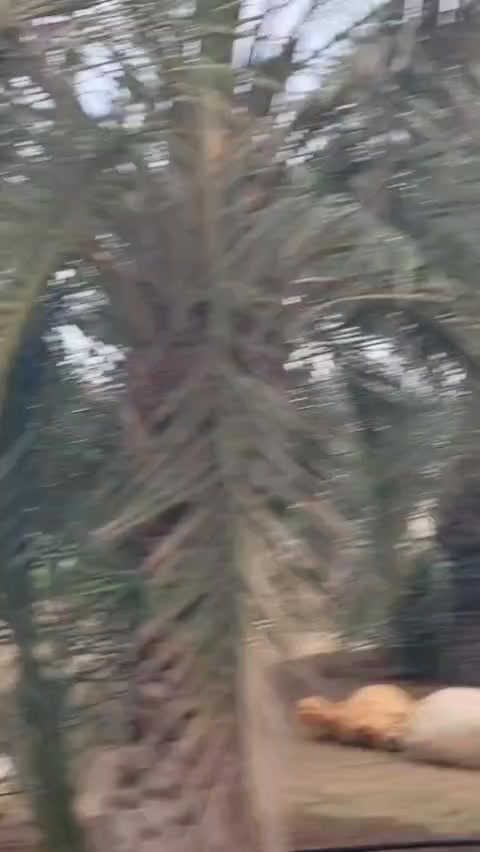 @CH.FaReed.Sabir