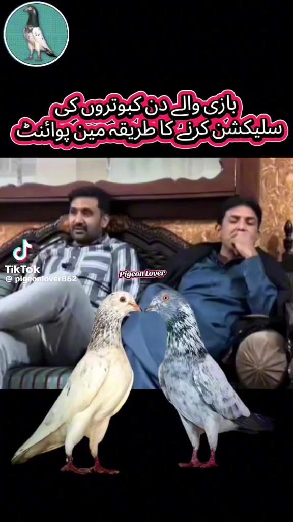 @Japani brother مل والی پارٹی