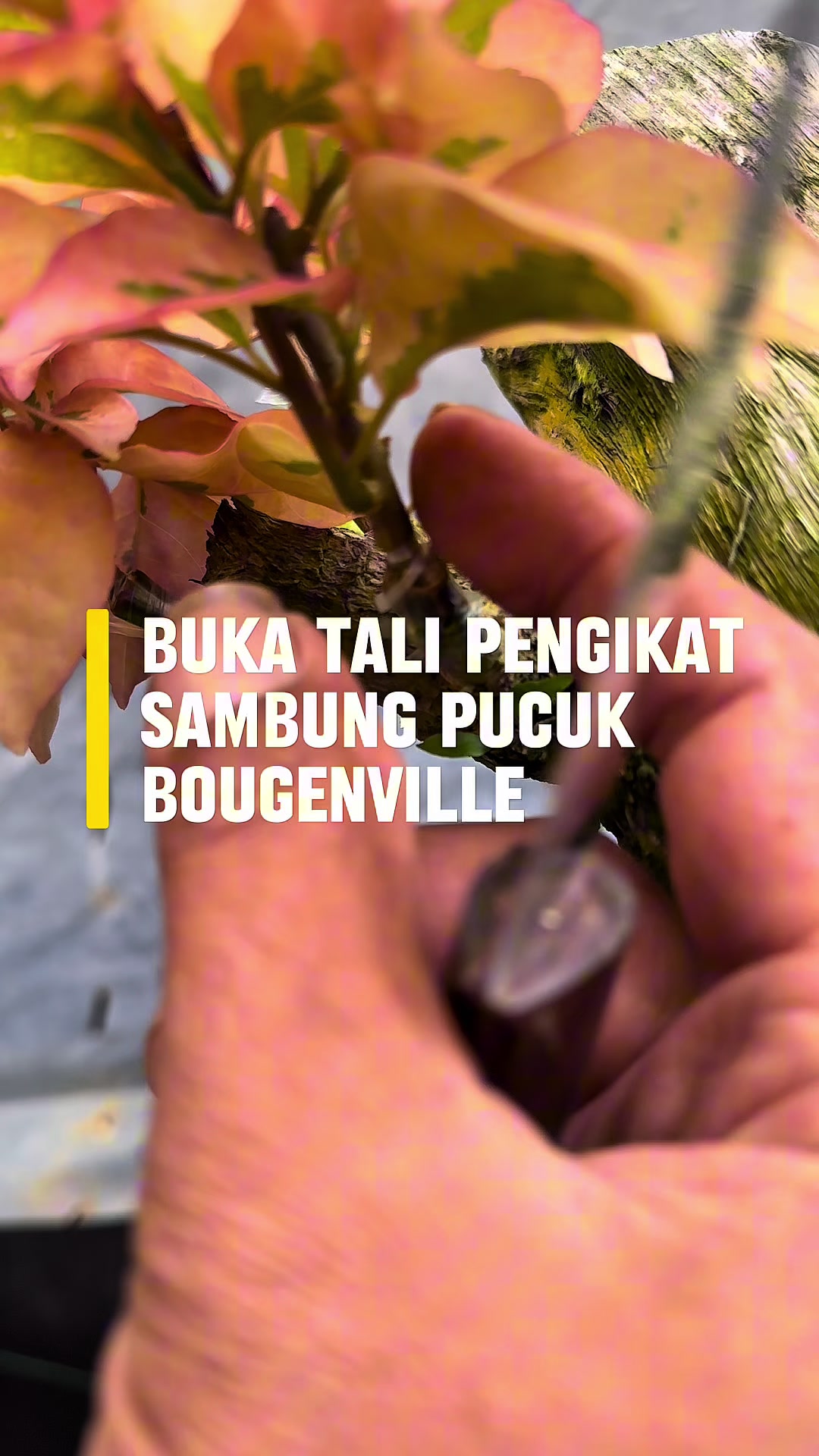 @PAK EKO BOUGENVILLE