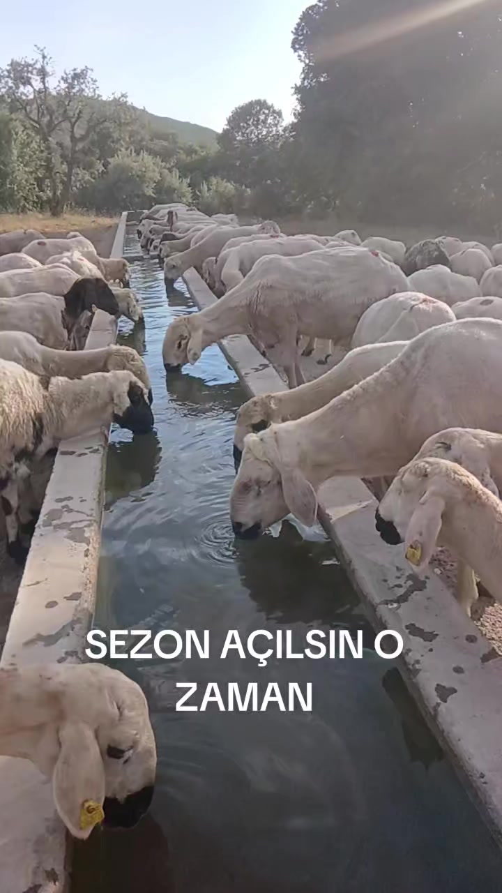 @Deli Çoban 42