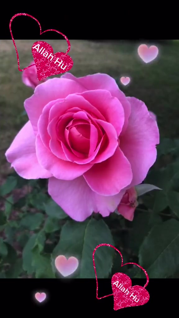 @786ami786