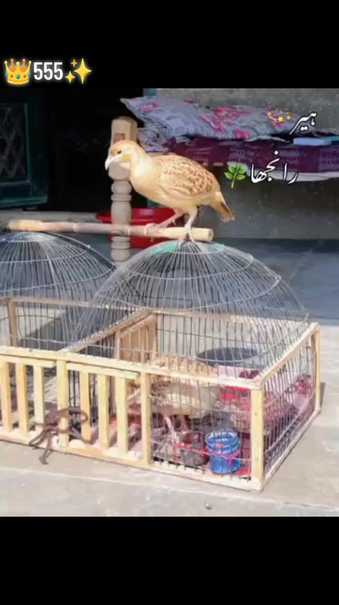 @𝒁𝒂𝒊𝒃 𝑴𝒖غ𝒉𝒂𝒍 555