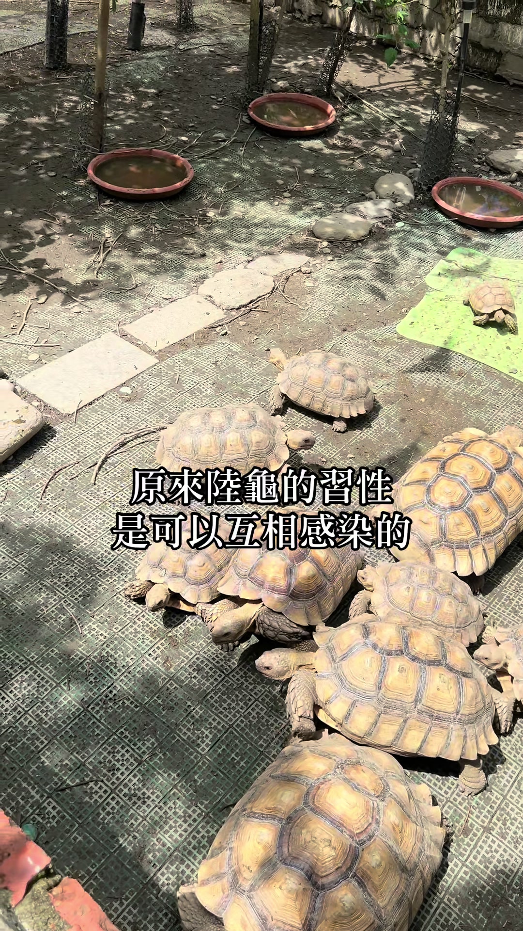 @琰 𝓛𝓸𝓷𝓰來了🐉〽️蘇卡達sulcata陸龜