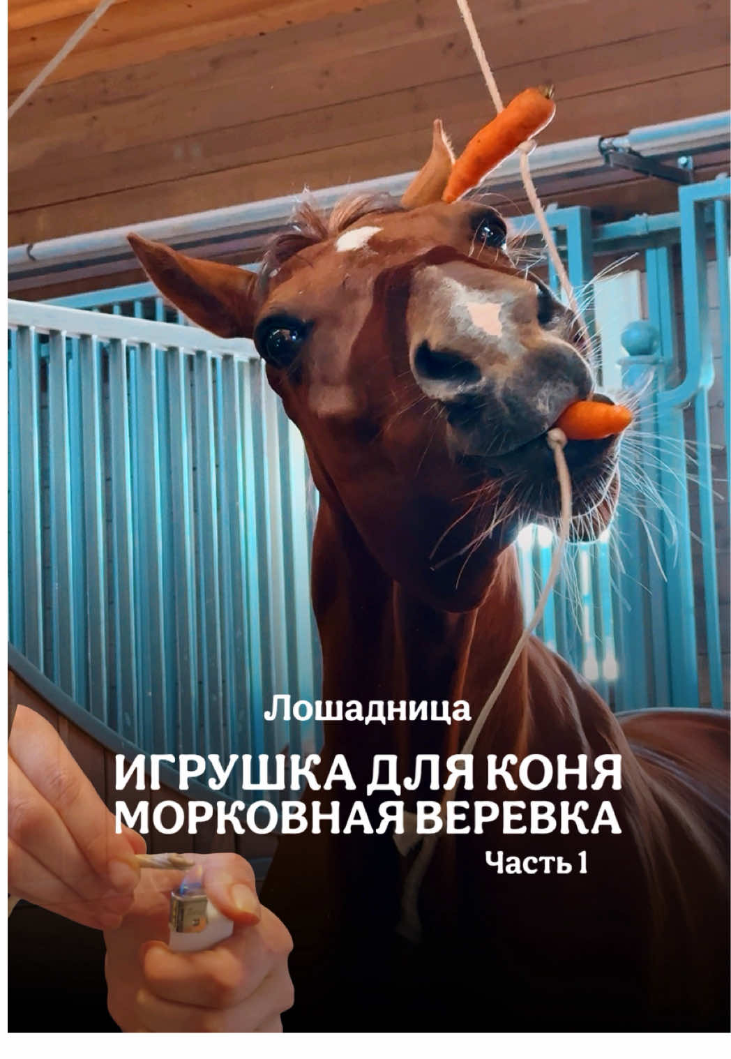 @Лошадница