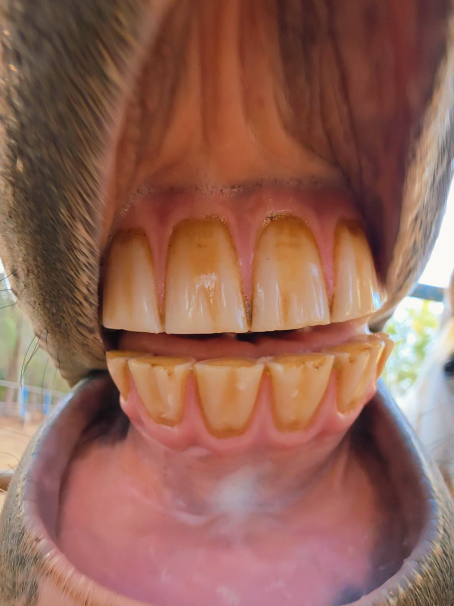 @funny:)animalsbytwins