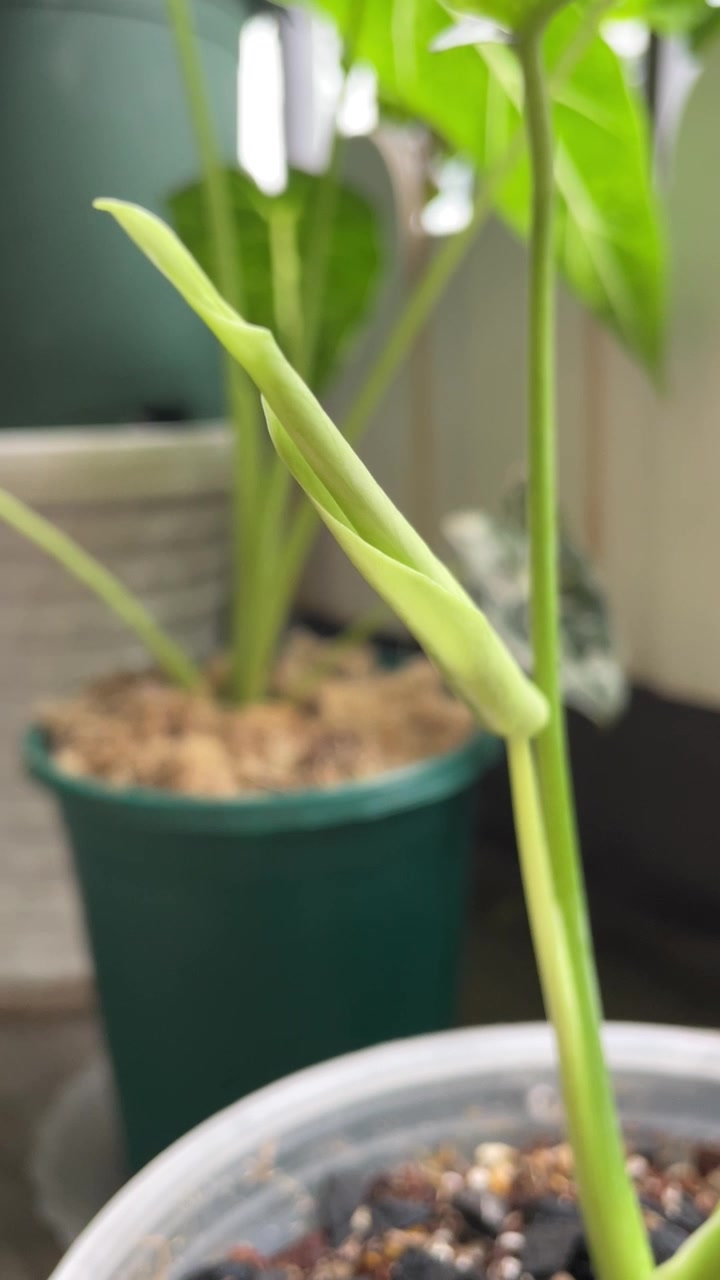 @suboASMR