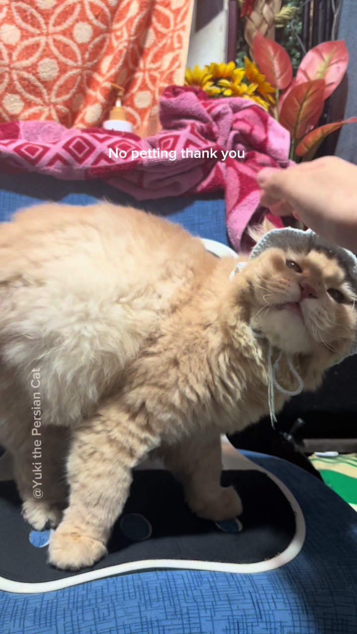 @Yuki the Persian Cat