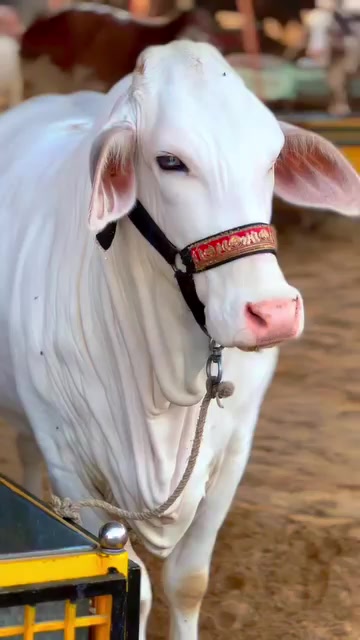@HUZAIFA ✨