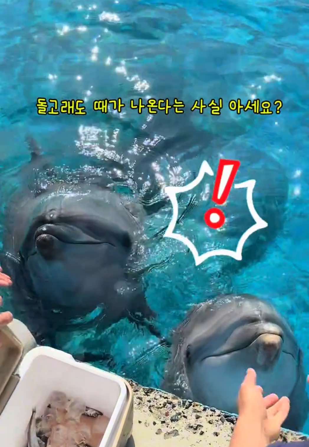 @DolphinTok