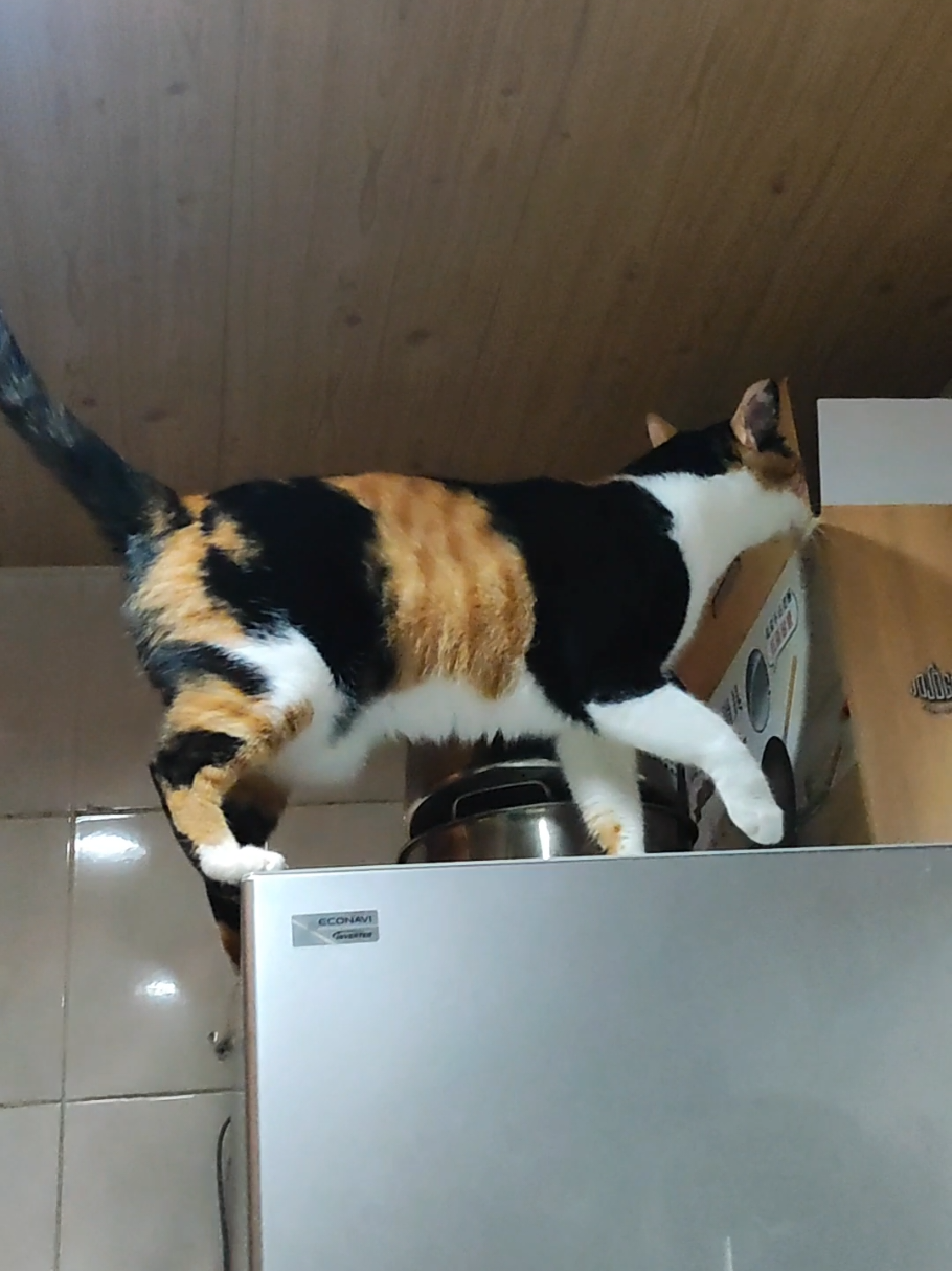 @三貓老爹