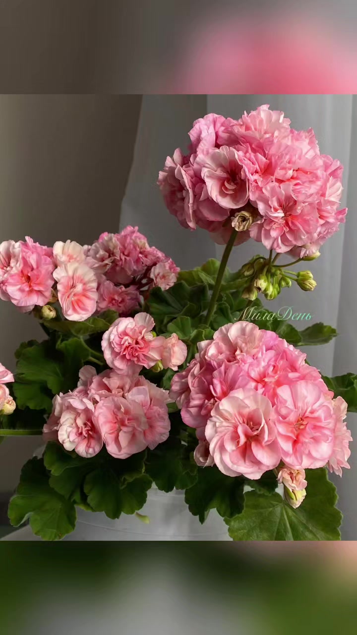 @Gül satışı🌸