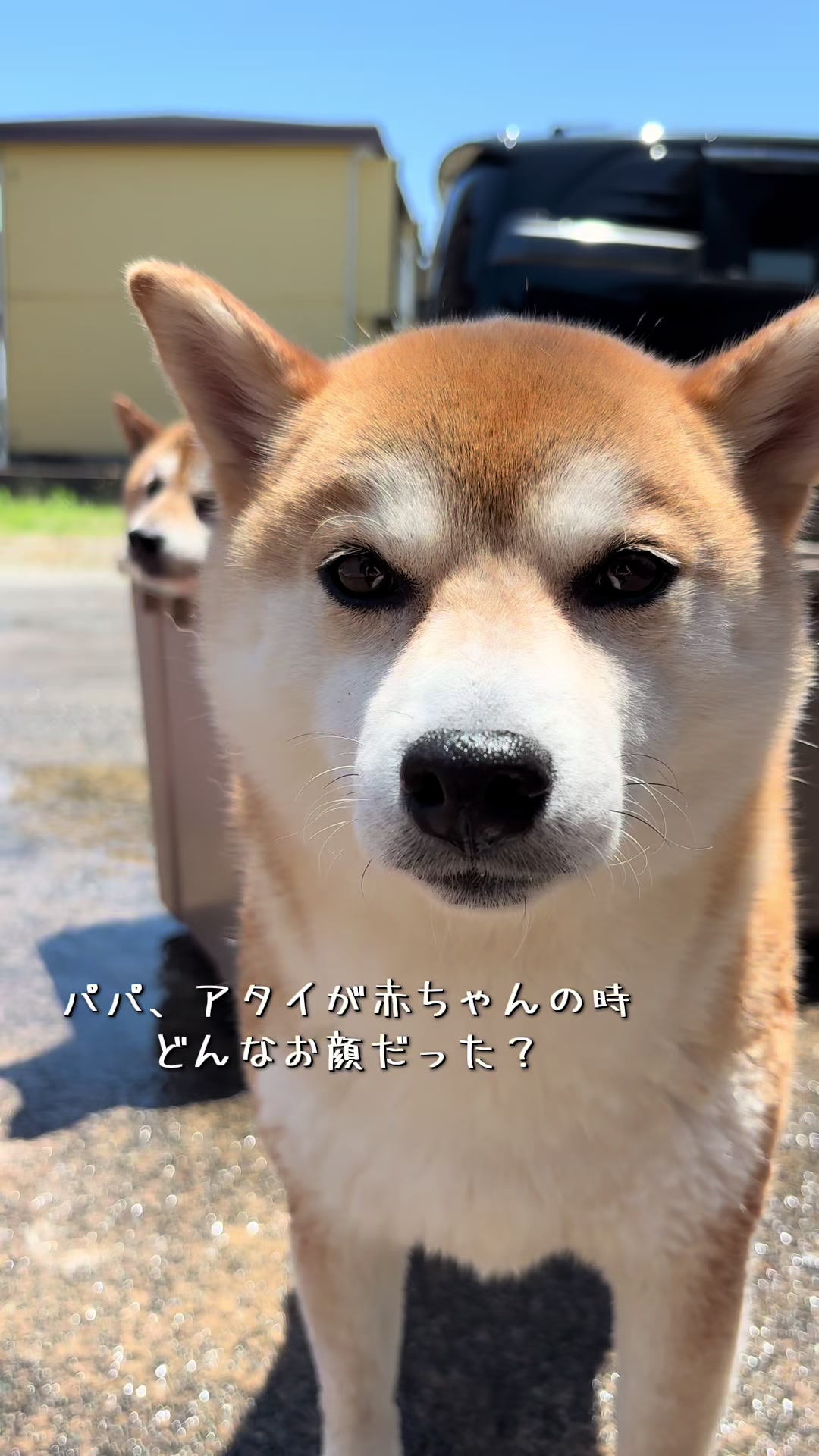 @ムックパパ🔶🐾