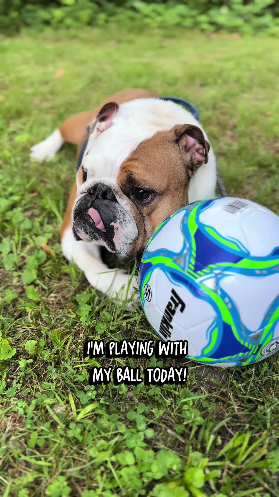 @Stubby The Bulldog