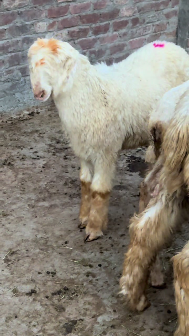 @Shiraz livestock