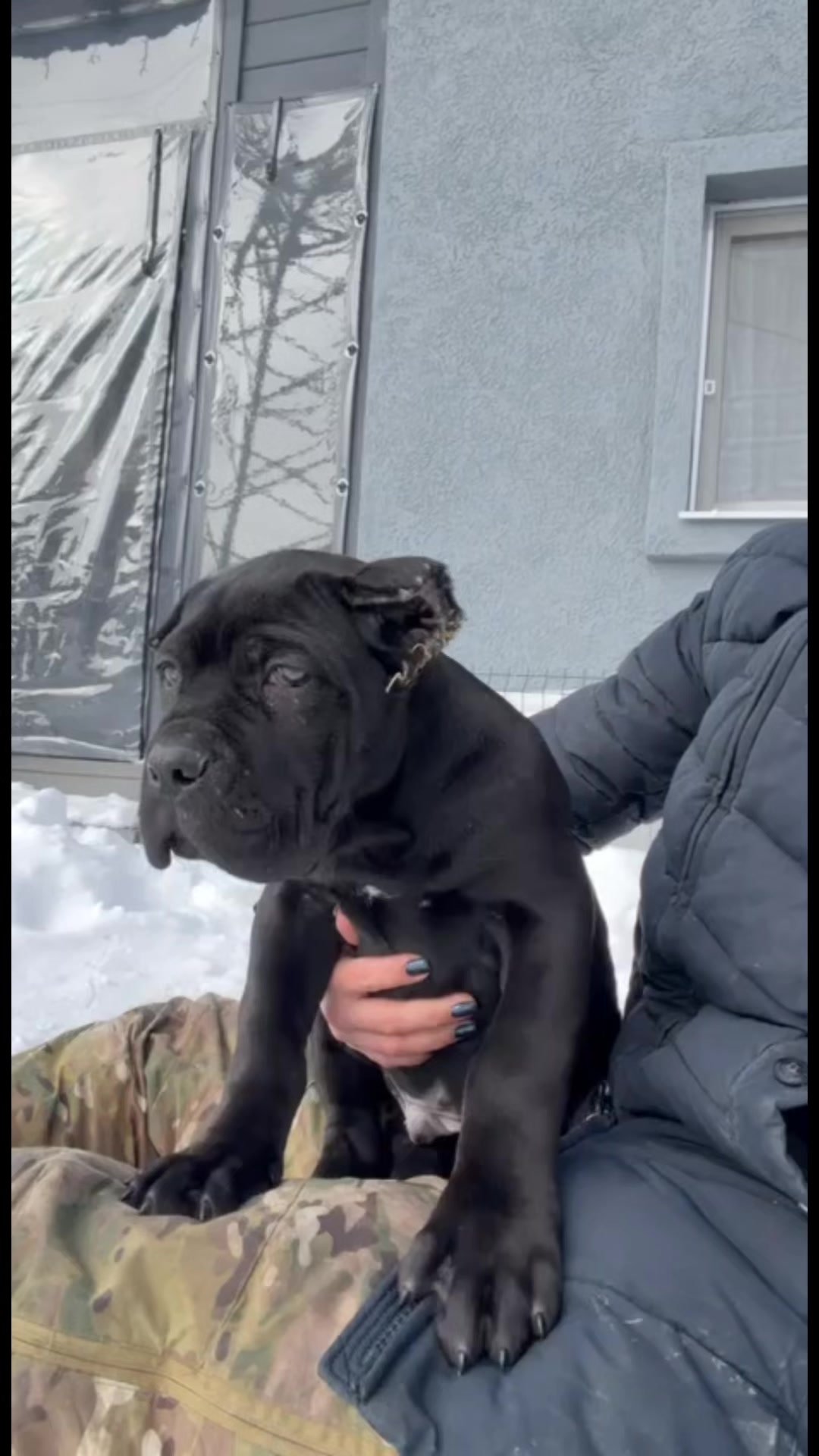 @FIRST CANE CORSO🐾🇨🇮🇨🇮🐾