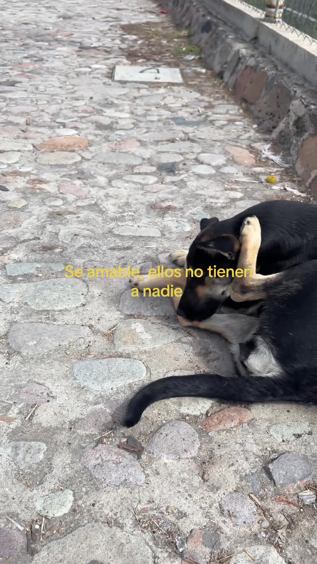 @fer garrido