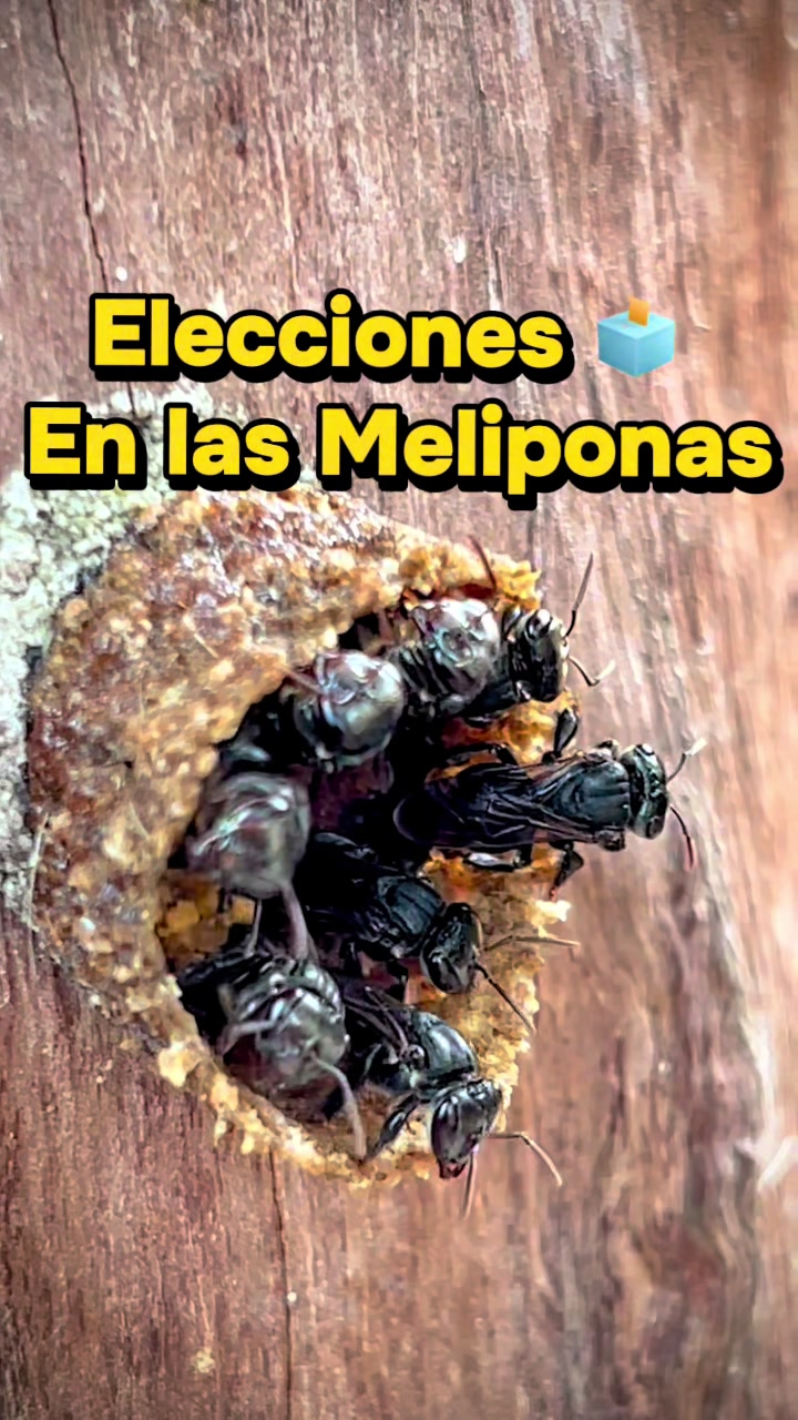 @MELIPONARIO YANTAL&Oacute;