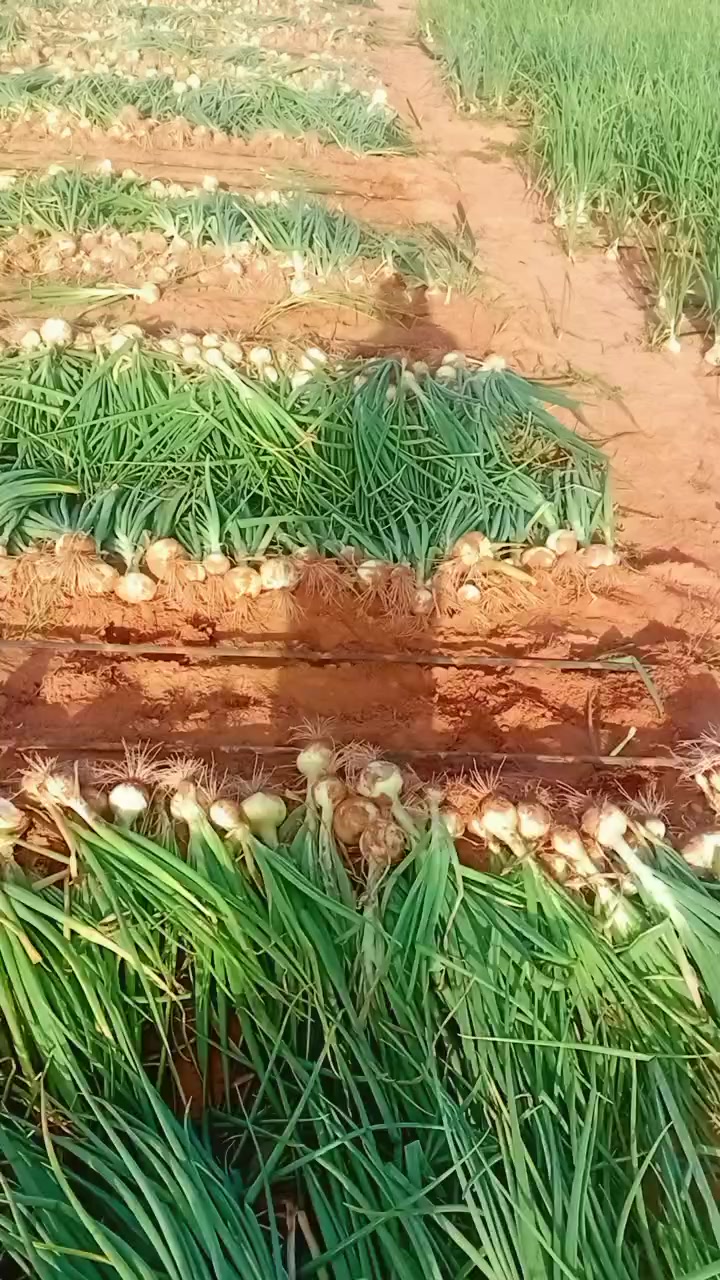 @🇸🇳JEUNE AGRICULTEUR🇸🇳
