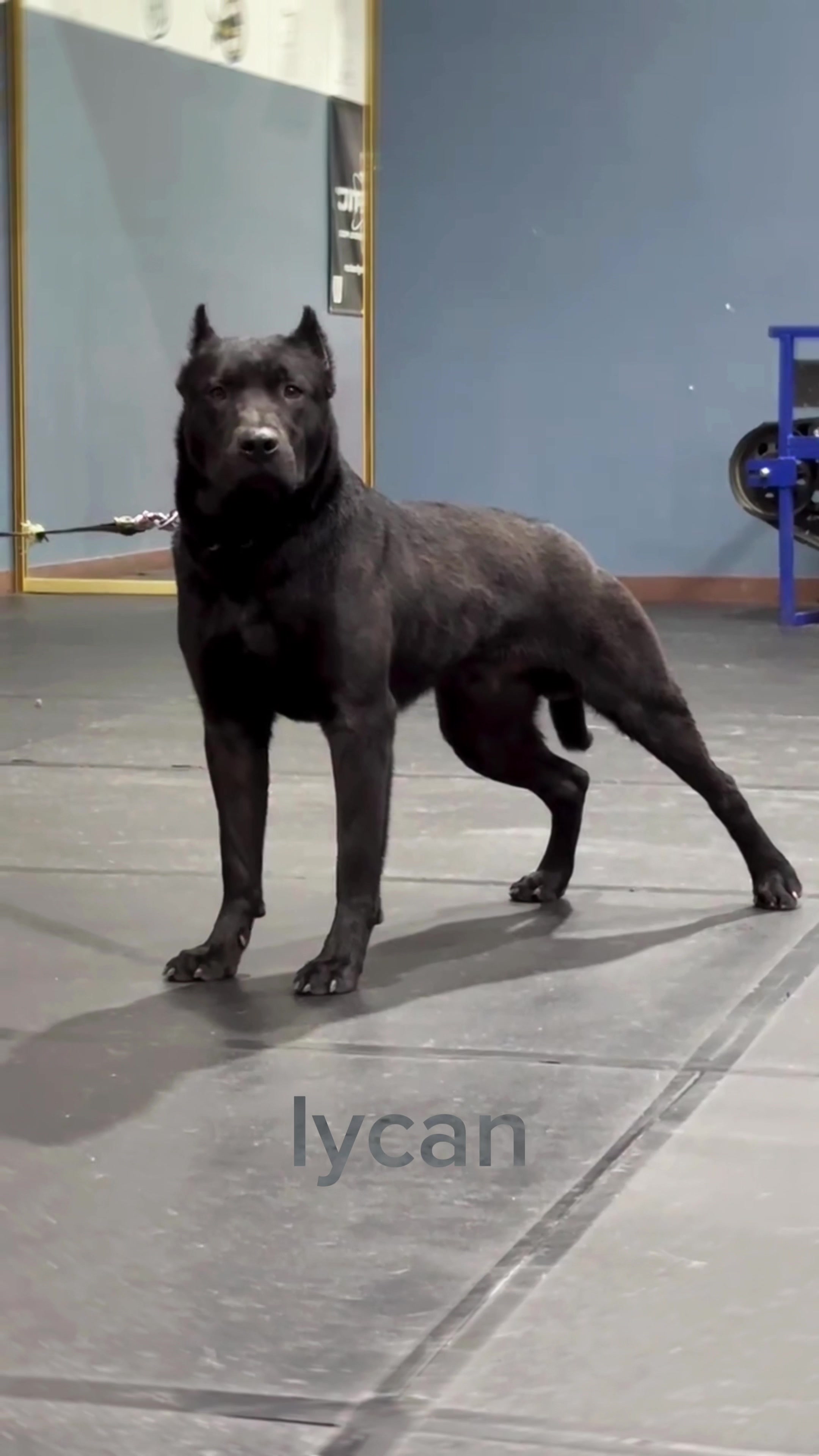 @The Canine Studio