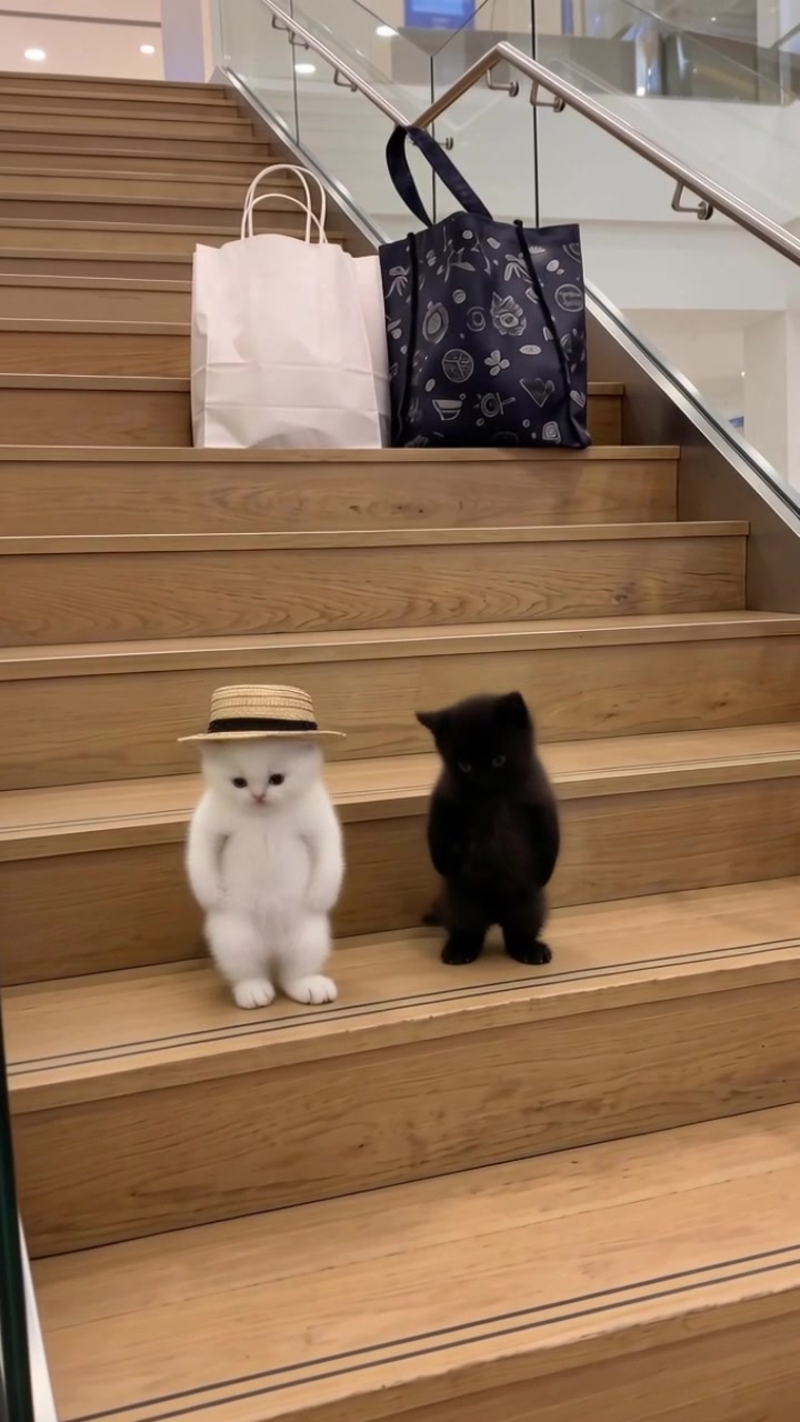 @meowtownforever