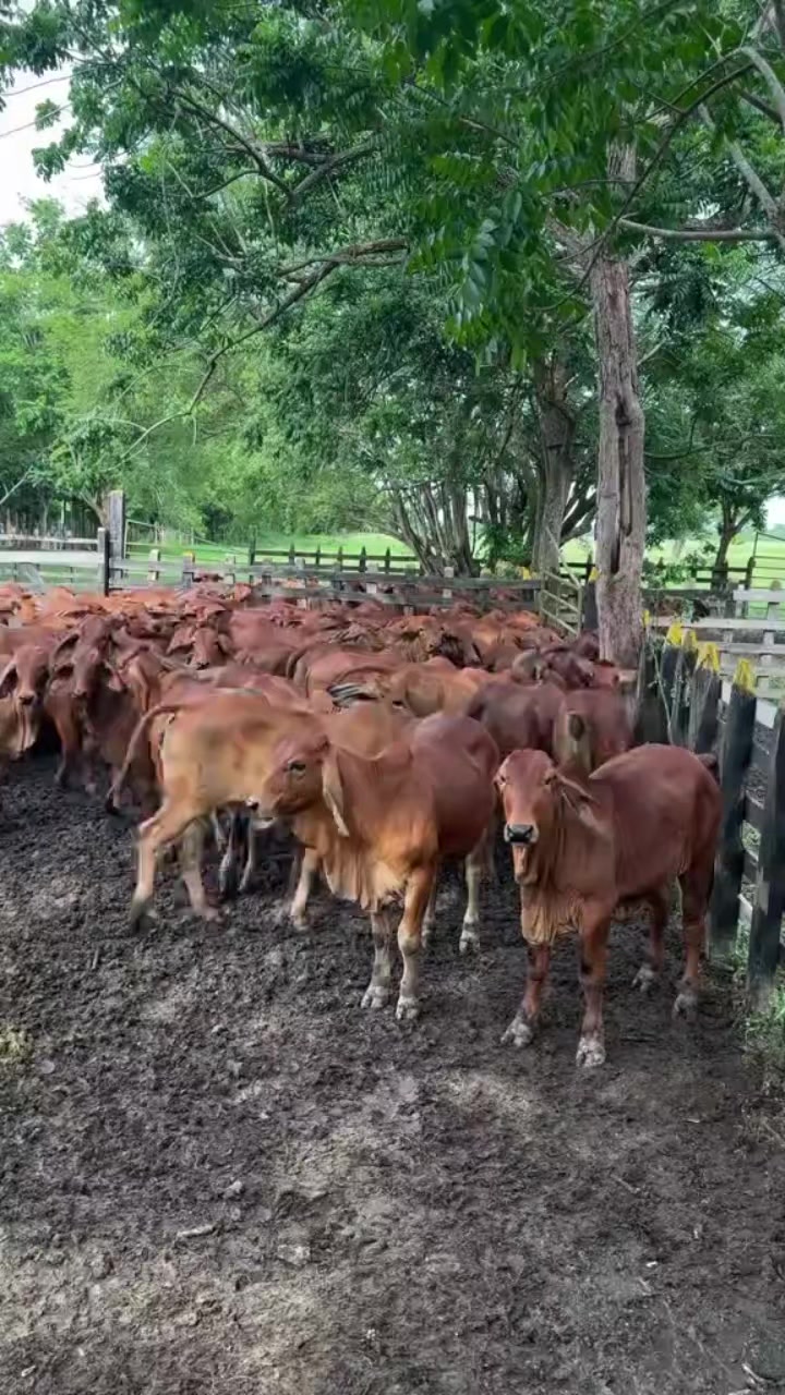 @KENYA FARM NAIVASH 0737434484
