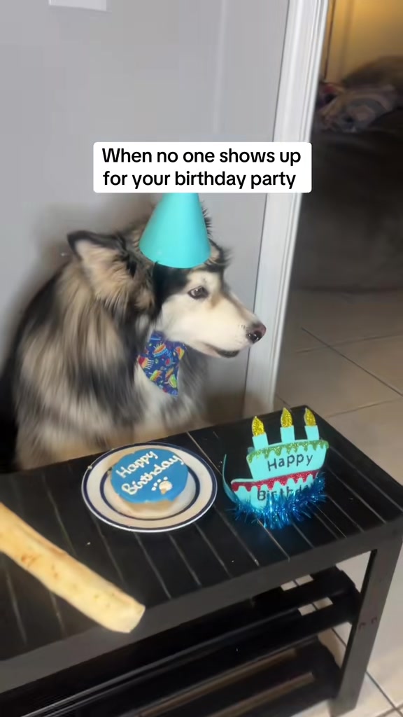 @Bandit The Husky