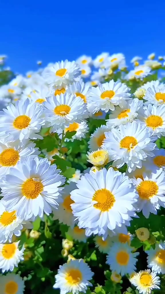 @Sevda Memiş