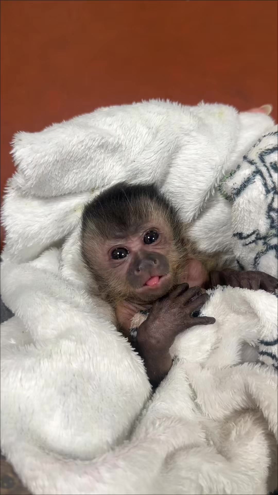 @Gutjang Capuchin
