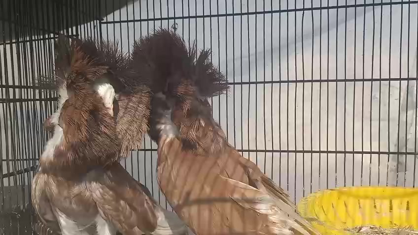 @royal birds