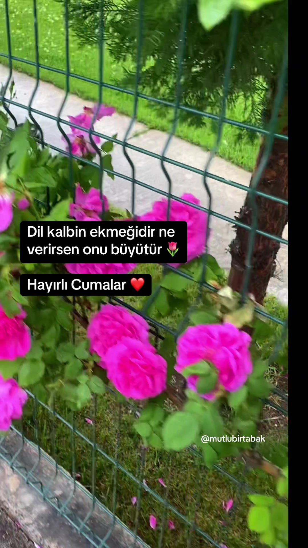 @mutlubirtabak