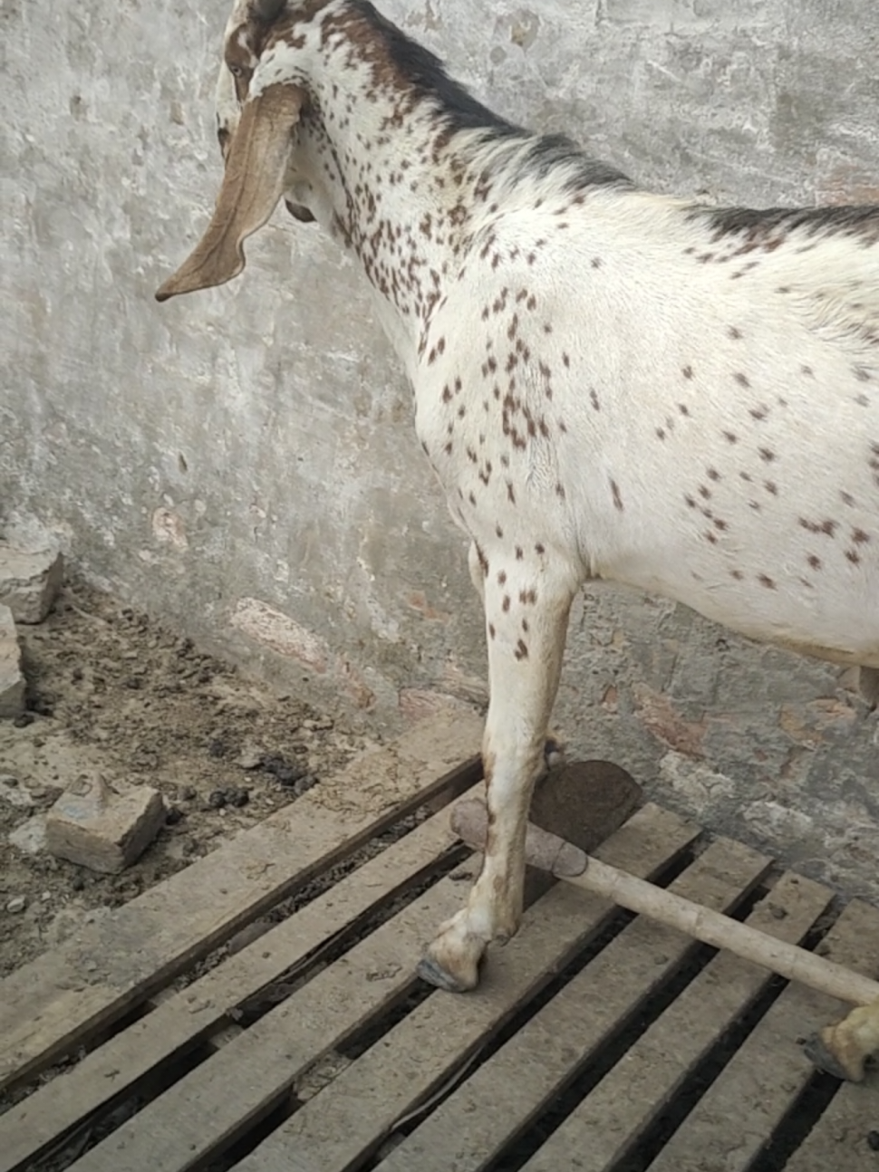 @Alsyed Goat Farm