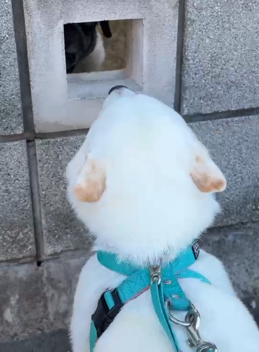 @Mochimaru