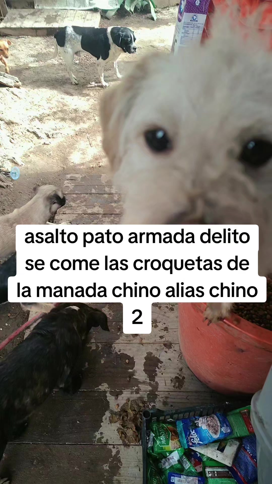 @rescate de perros guapos 😚
