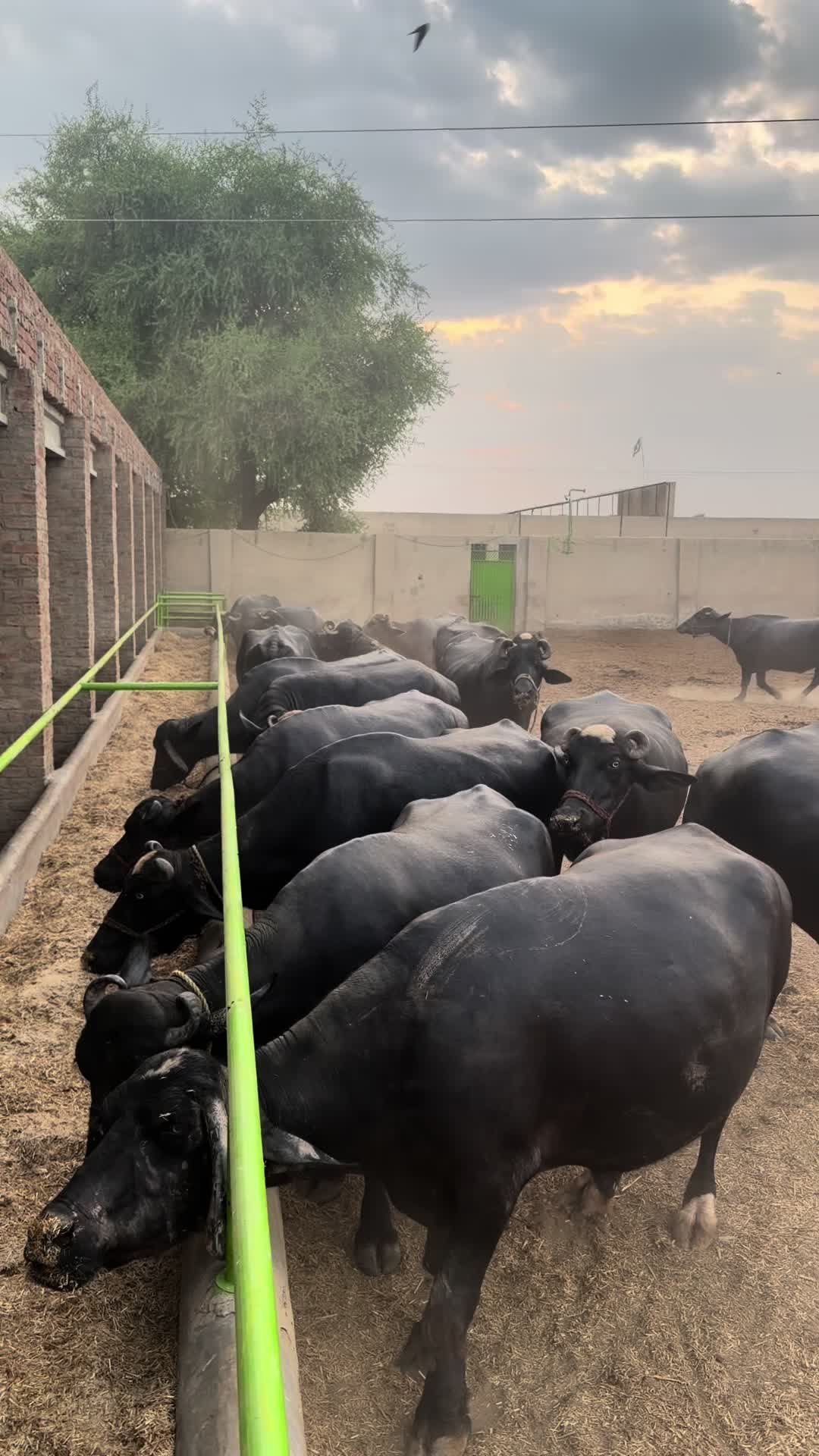 @Malik Dairy Farm 265HR